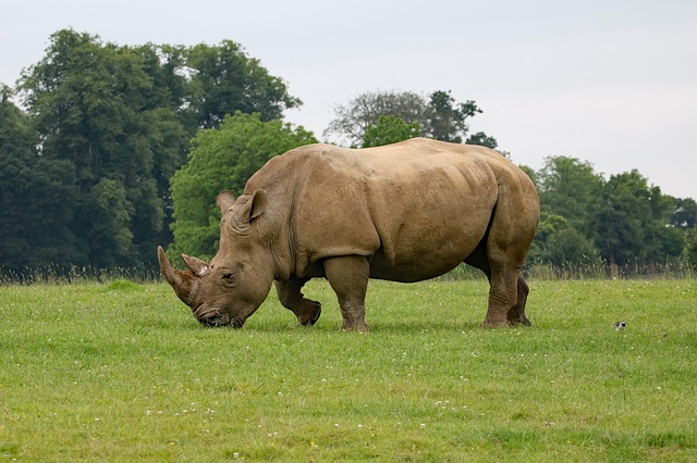Είδη ζώων υπό την απειλή της εξαφάνισης ρινόκερος