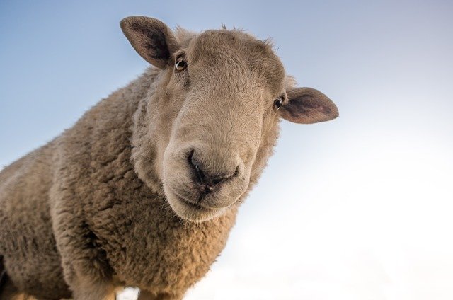 Επτά ζώα συζητούν για την κλιματική αλλαγή - Πρόβατο